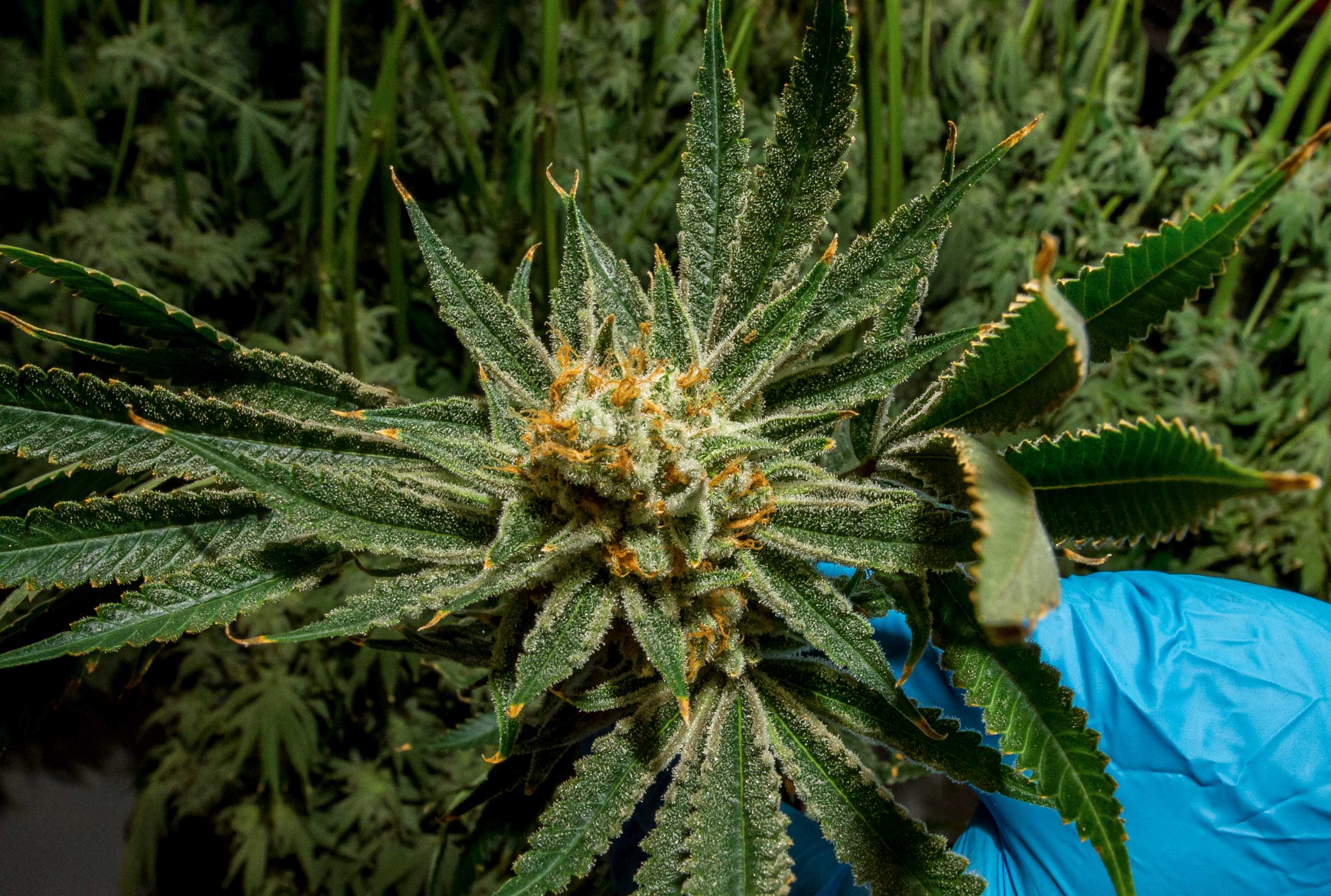Cannabis 101